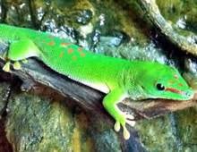 Madagascar giant day gecko – The Dallas World Aquarium