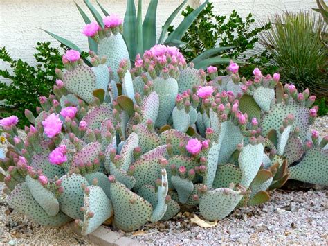 Cactus, Sun City West, Arizona, USA | Cacti and succulents, Desert ...