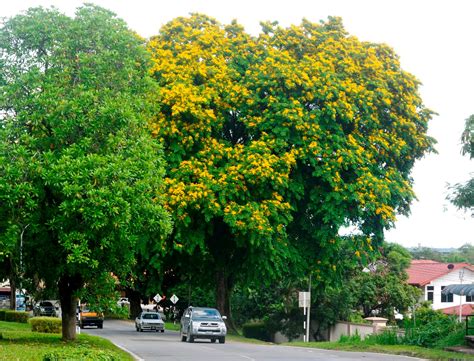 Laman Kambatik Plants list (4th ed.): Angsana (Malay) - Pterocarpus indicus