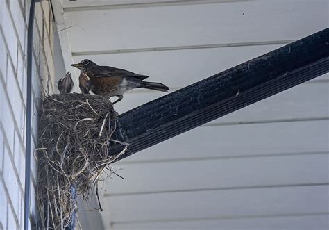 When Is Bird Nest Removal OK? | Wildlife Control and Exclusion