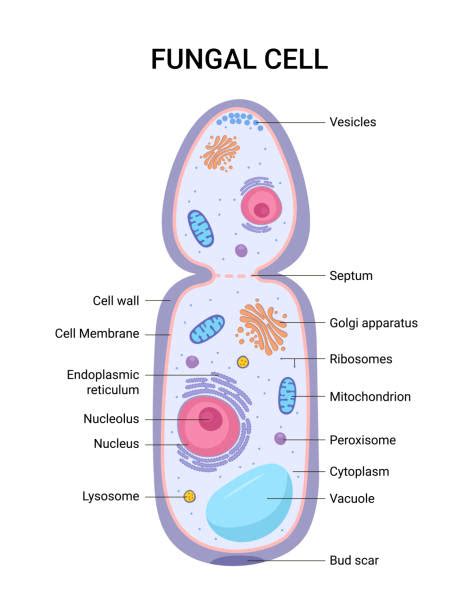 Fungi Structure Diagram