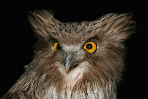 Blakiston’s fish owl, a salmon-eating owl, and the world’s biggest ...