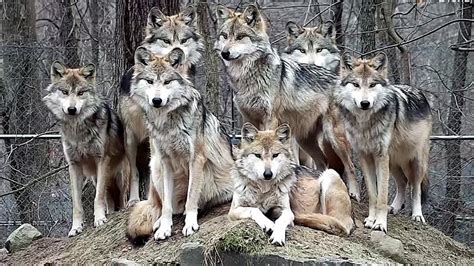 Stunning Mexican Gray Wolf Family Portrait - YouTube