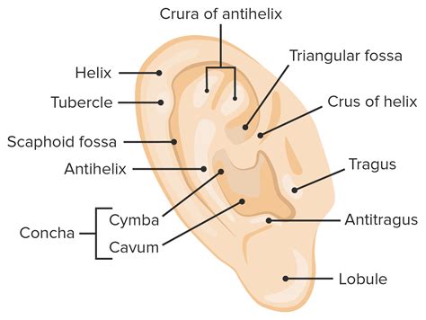 Posterior Ear Anatomy Diagram