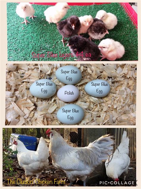 5 fun breeds of chickens that lay blue eggs – Artofit