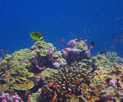 Some coral reefs are keeping pace with ocean warming