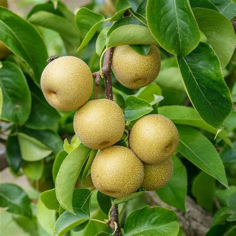 California Hosui Asian Pear Trees for Sale – FastGrowingTrees.com