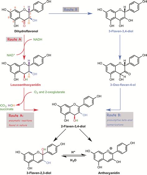 Two possible routes from dihydroflavonol to anthocyanidin ...