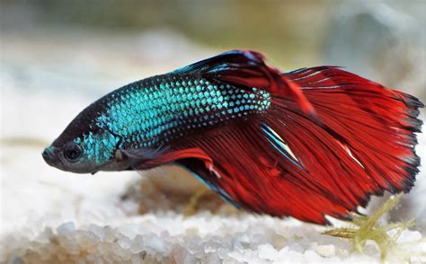 11 of the Best Freshwater Aquarium Fish That Are Perfect for Your Tank ...