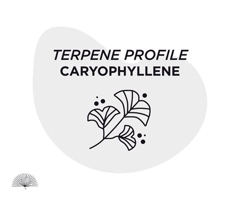 Terpene Profile: Caryophyllene | Minerva Cannabis Weed Dispensary Toronto