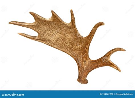 Moose Horns Isolated on White Background Stock Photo - Image of antler ...