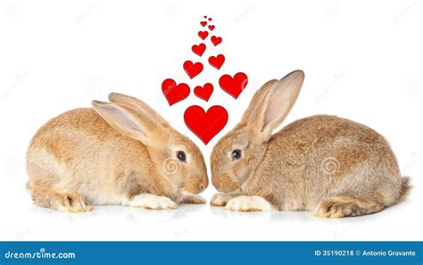 Tow Cute Rabbits In Love Royalty Free Stock Photos - Image: 35190218