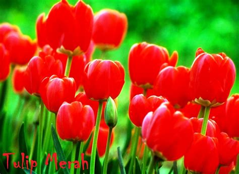 Bunga Tulip Merah Koleksi Foto - Alam Mentari