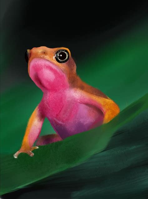 Pink Frog | Frog, Funny frogs, Cute frogs