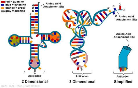 CARLBio - Predicting of Secondary Structure of tRNA [[MORE]] The ...