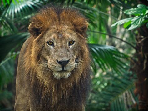 Vratio se Mujo iz Afrike i hvali se Hasi... - TDI Radio