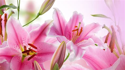 Wallpaper Pink lilies, flowers, petals, pistil 3840x2160 UHD 4K Picture ...