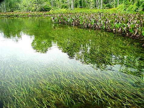 Managing Aquatic Plants in Farm Ponds - UF/IFAS Extension Calhoun County