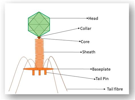 Viruses | Free Full-Text | Understanding and Exploiting Phage–Host ...