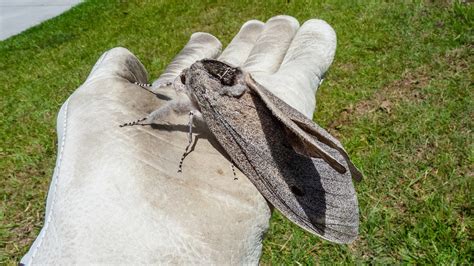 Giant Wood Moth Makes Rare Appearance | Mental Floss