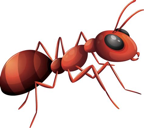 Vector Ant Transparent PNG | PNG Mart