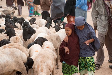 Somaliland: Shipping the sheep for Eid al-Adha | | Al Jazeera