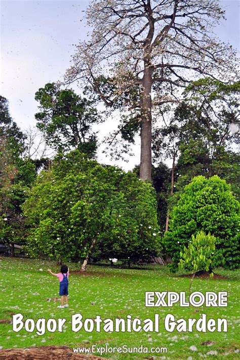 Bogor Botanical Garden | The Best Park for Picnic and Learning Botany