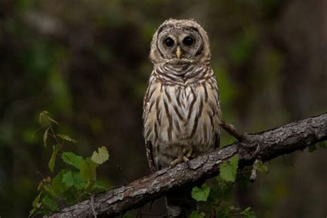 Barred Owl Identification, Facts, Diet & More