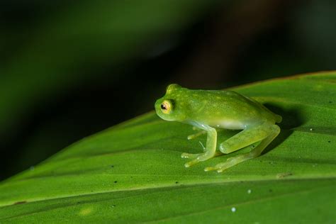 Fleischmann’s Glass Frog | Sean Crane Photography