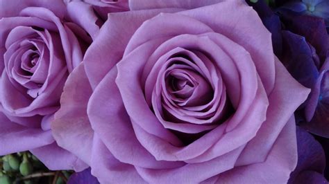 Purple Roses Wallpapers ·① WallpaperTag