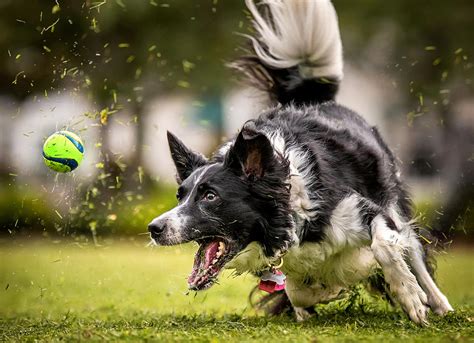 Do Dogs Actually Like Playing Fetch