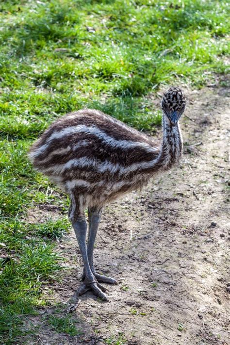 Baby emu stock photo. Image of white, colorful, bird - 53944770