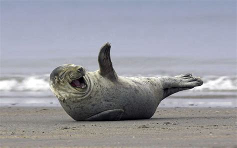 Laughing Sea Lion Meme