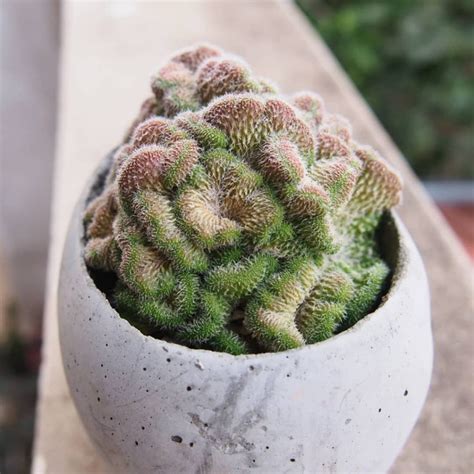 The Brain Cactus - Mammillaria Elongata 'Cristata' | Succulent City