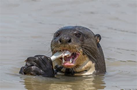 Do Otters Eat Fish? (Here’s What They Do!)