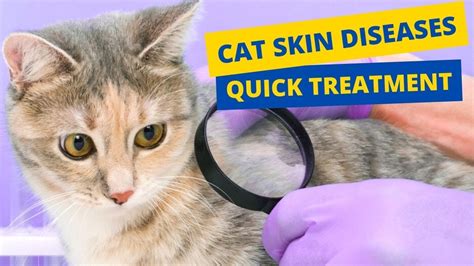 Cat Skin Diseases And Treatment - Natural Home Remedies😿 - YouTube