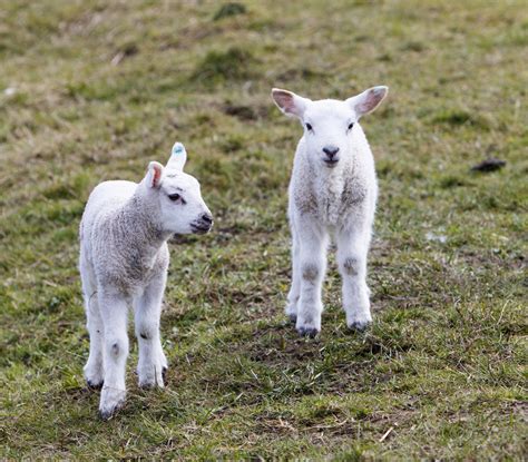 Lambs Free Stock Photo - Public Domain Pictures