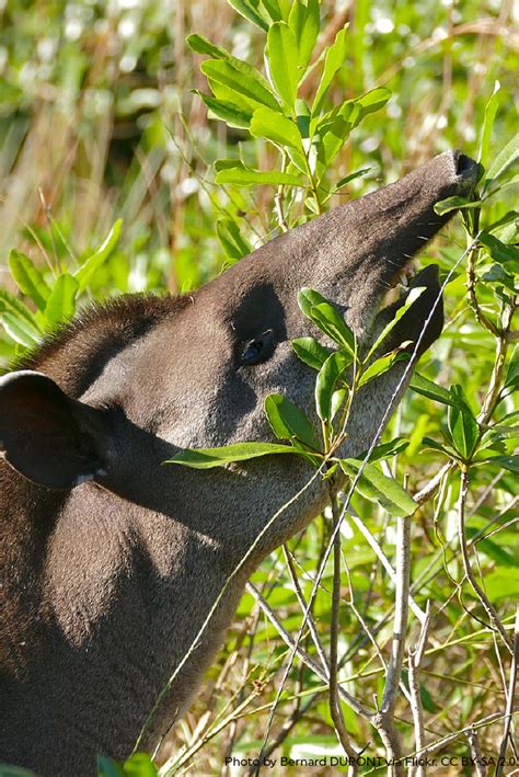 Pin on Latin America Wildlife