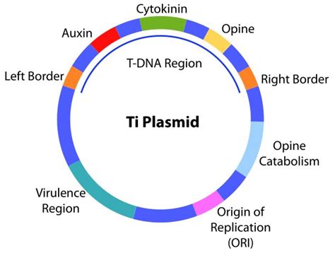 Plasmid: Definition, Structure, Vector, pBR322, Ti Plasmid