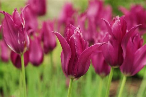 Premium Photo | Pink tulips in the garden