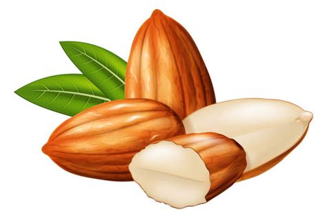 Almond Illustration Images – Browse 43,809 Stock Photos, Vectors, and ...