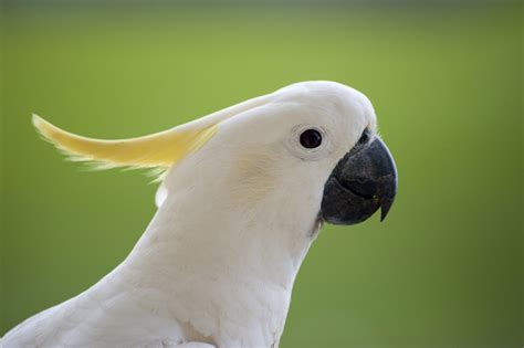 White Cockatoo Fresh Hd Desktop Wallpapers 2013 | Top hd animals wallpapers