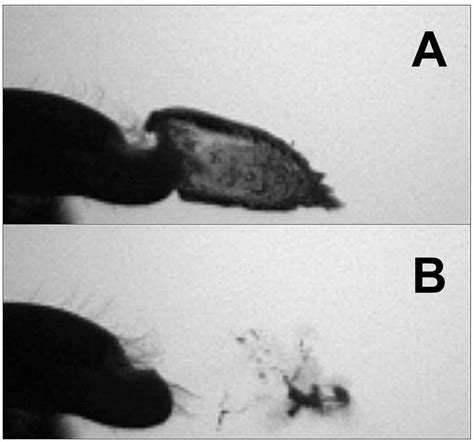 A pistol shrimp produces a cavitation bubble (A) in a high-speed water ...