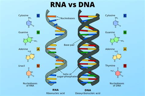 DNA vs RNA - Similarities and Differences