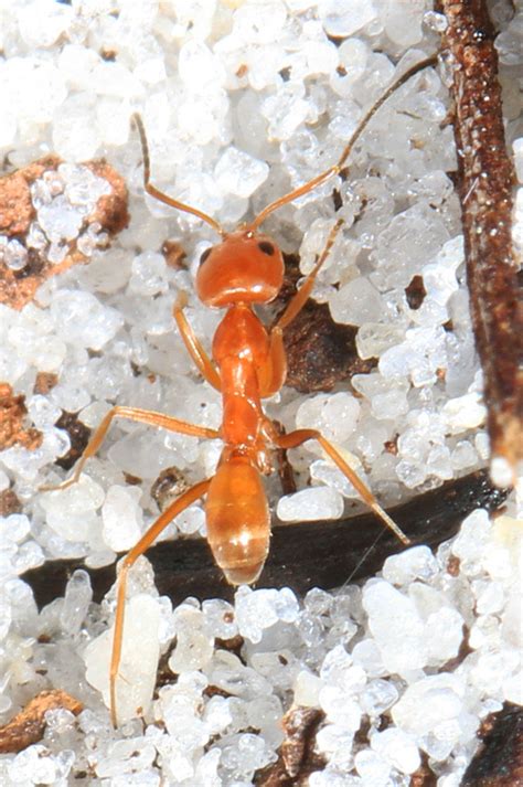 Buren's Pyramid Ant (Ants of Mississippi) · BioDiversity4All