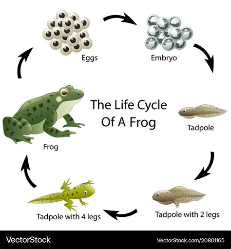 Life cycle of a frog Royalty Free Vector Image