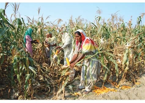 Food Crops Of India Map