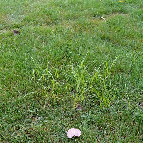 Nutsedge in the Lawn - Cardinal Lawns