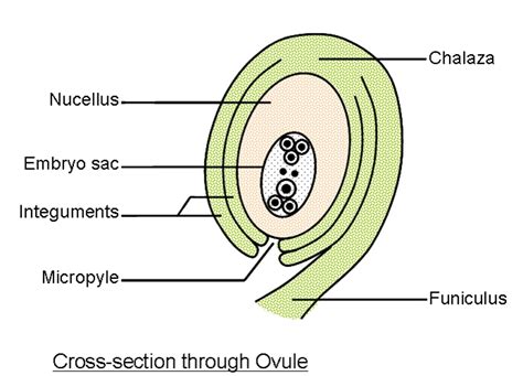 Ovule