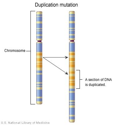 Duplication (Chromosome Mutation) — Definition & Examples - Expii